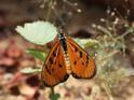 Acraea terpsicore (Tawny Coster).JPG